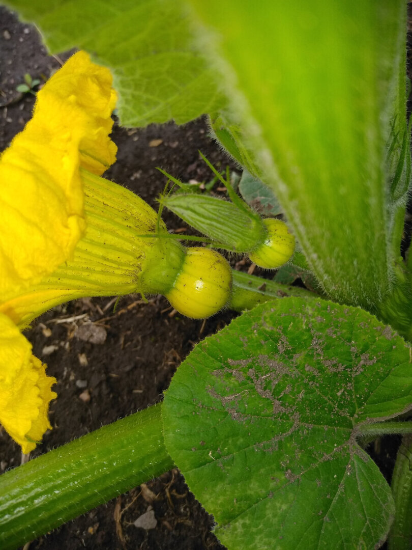 Жизненный путь тыквы