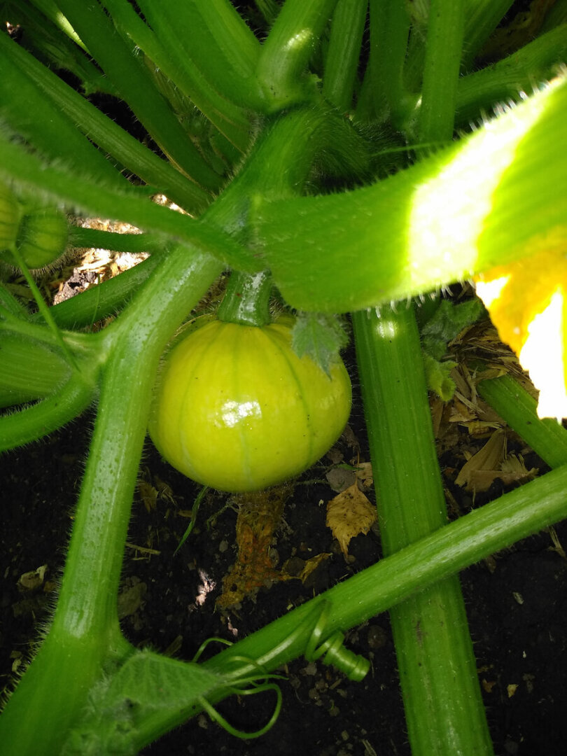 Жизненный путь тыквы