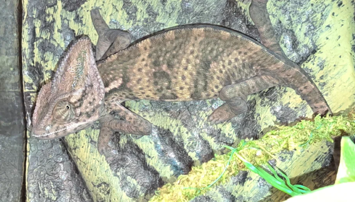 Почему хамелеон изменяет свой окрас? Причины