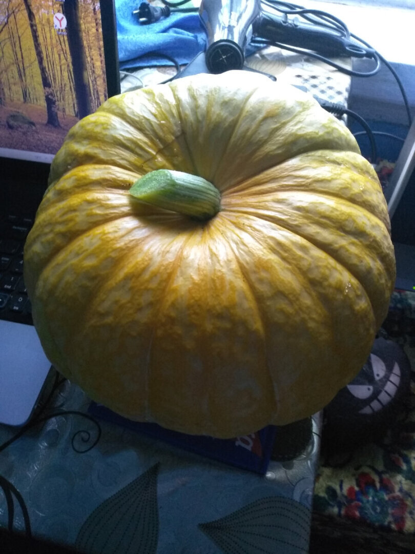 Жизненный путь тыквы