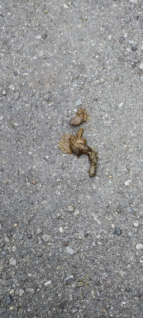 О владельцах собак и об их уважении к окружающим людям