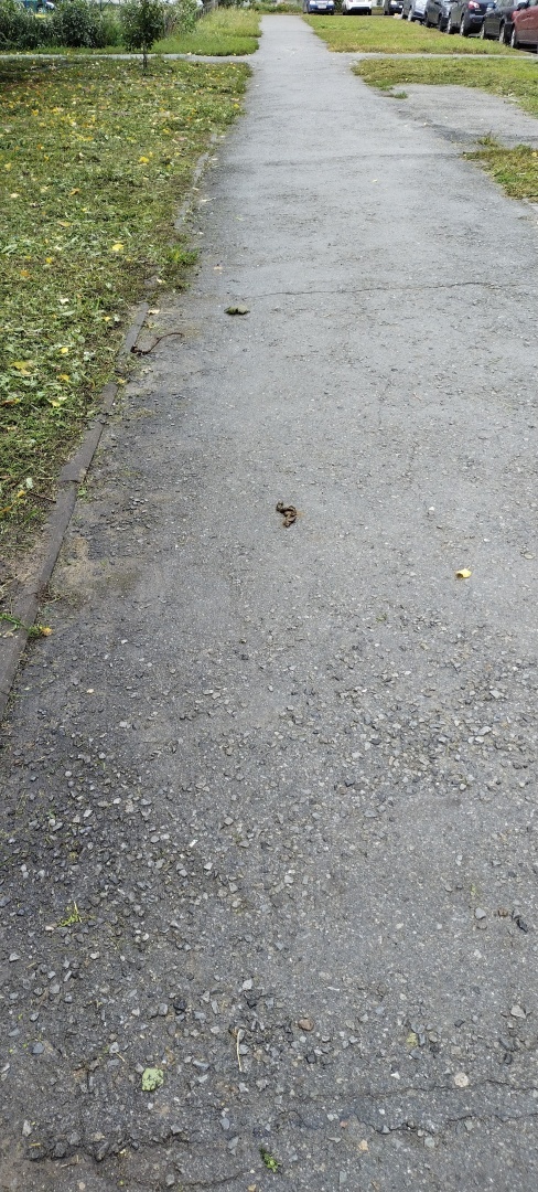 О владельцах собак и об их уважении к окружающим людям