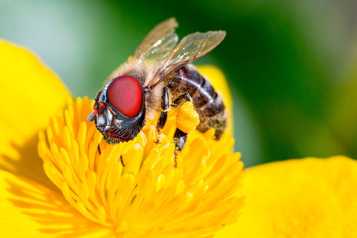 Вот такие умные пчелы