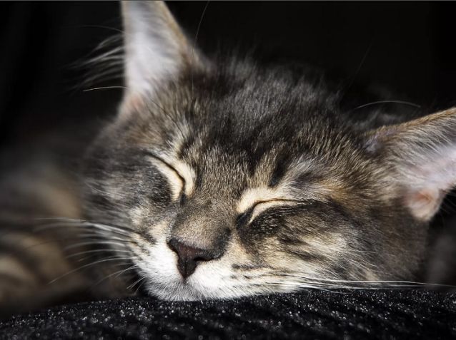 Кошачьи сны.