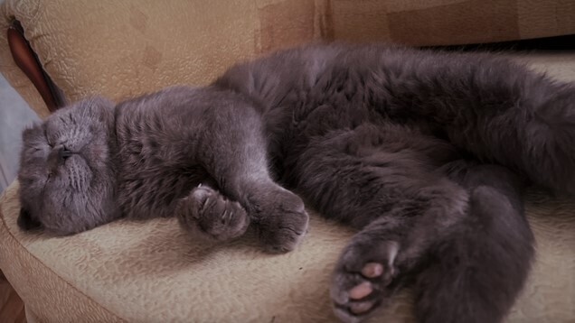 "Все хотят айфон, а я хочу кота": правда или нет, что ввели запрет на продажу животных? Разбираем закон из ГосДумы вместе! Как теперь купить животное?