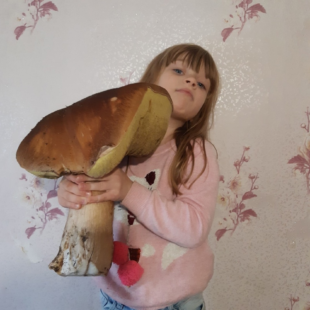 В Ленобласти нашли гриб-великан