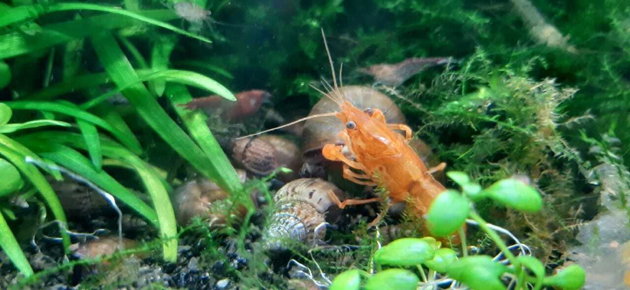 Мексиканец в вашем аквариуме. Карликовый оранжевый рак.