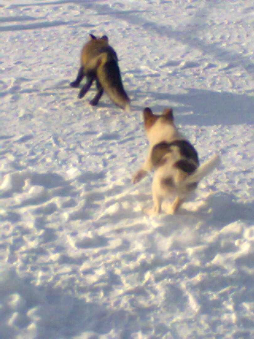 Охранник или лицензированный сторож, или куда пойти работать простому смертному?
