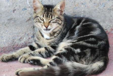 Стамбул рай для кошек