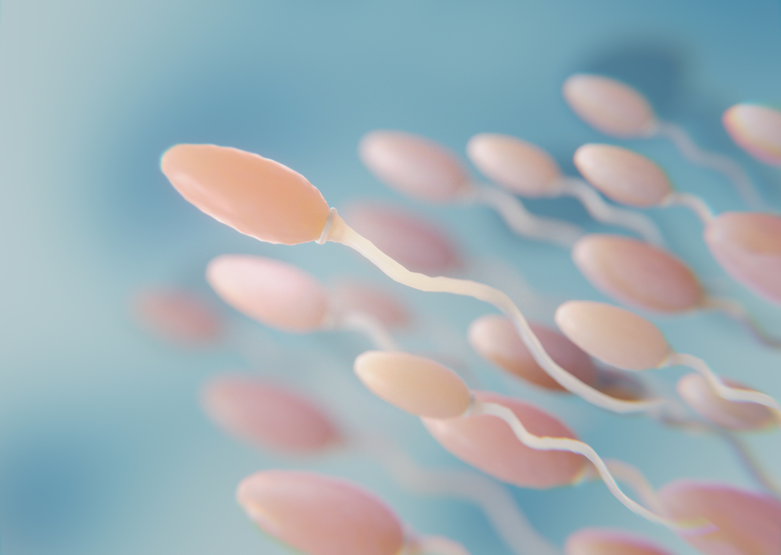 Cuanto dura los espermatozoides vivos