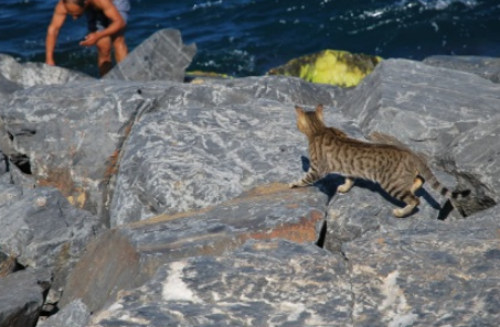 Стамбул рай для кошек