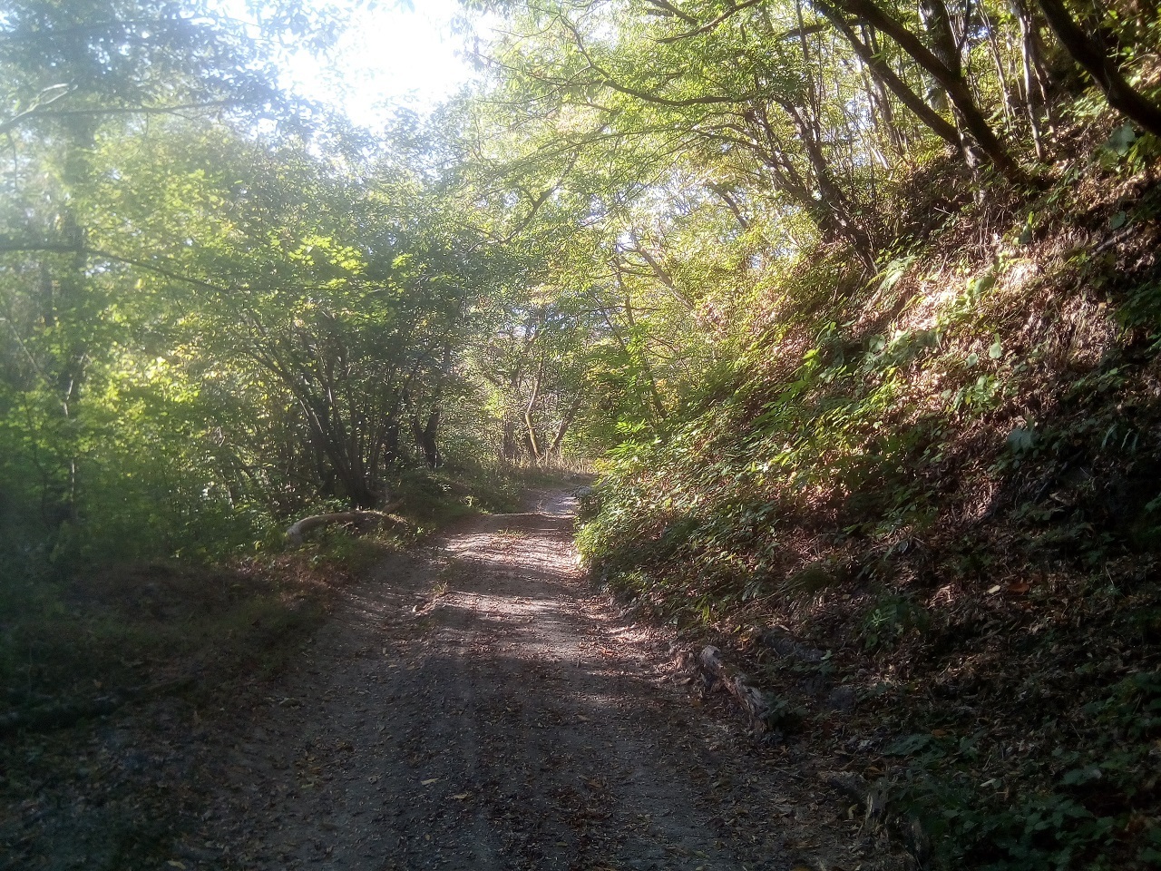 Осенняя прогулка по лесной дороге в горах в окрестностях Головинки