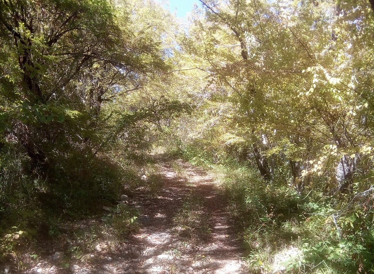 Осенняя прогулка по лесной дороге в горах в окрестностях Головинки