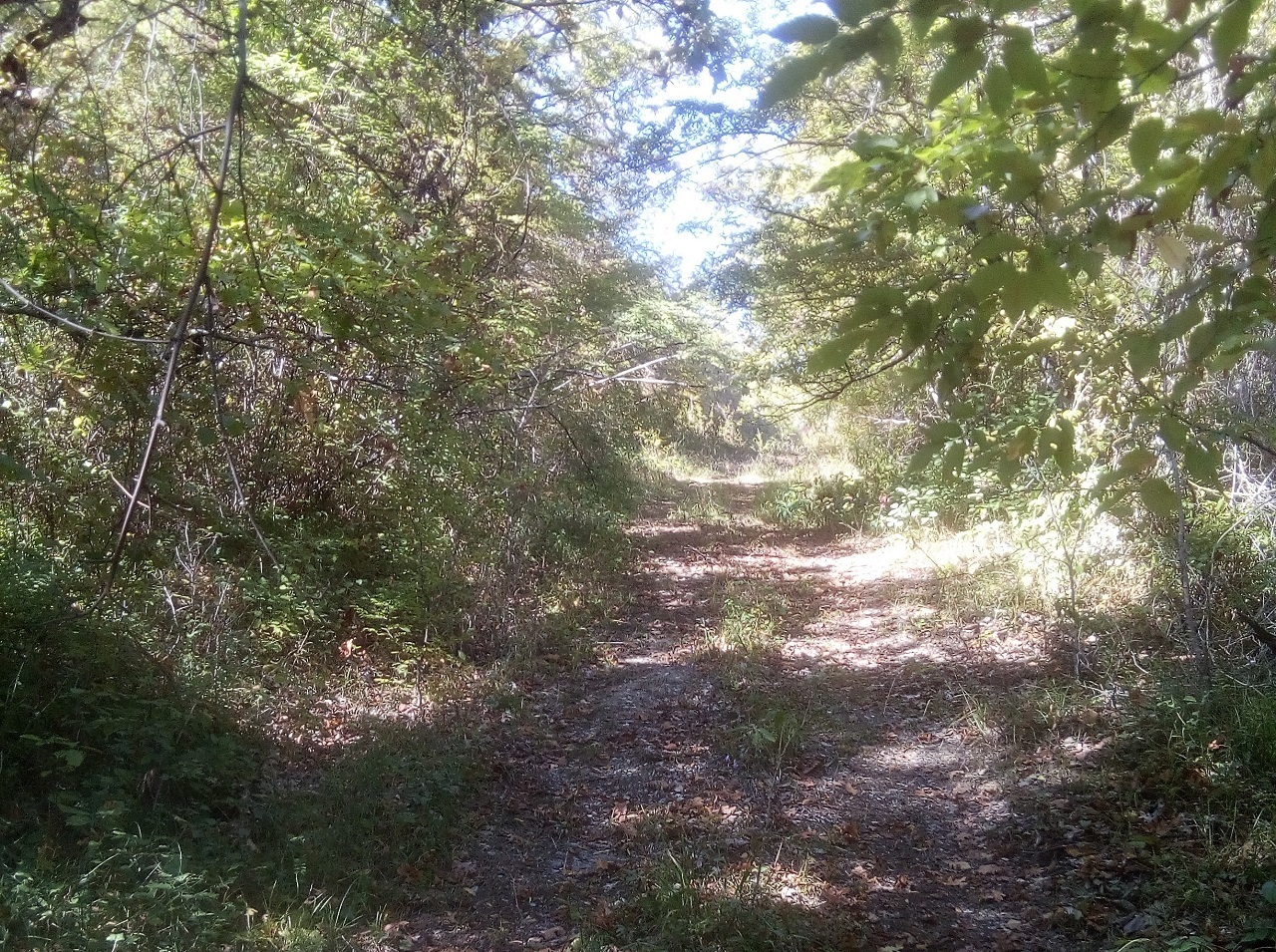 Осенняя прогулка по лесной дороге в горах в окрестностях Головинки