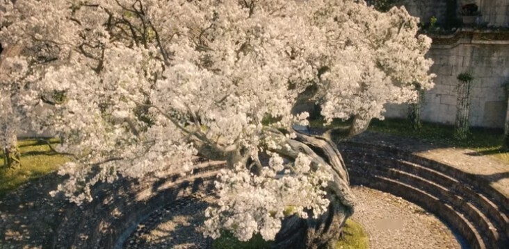 LOTR Rings of Power: Культ Мелькора, что вам нужно знать