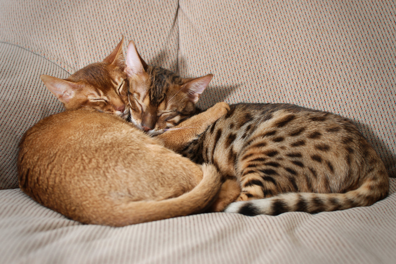 Насколько Вы действительно совместимы, расскажут не звезды.