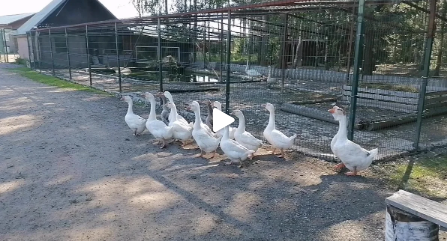 Роскошная усадьба Марьино под Петербугом: ферма, дворец и шикарный английский парк