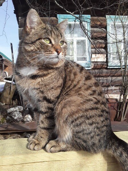 Городские коты. Ха-ха...