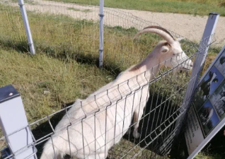 Роскошная усадьба Марьино под Петербугом: ферма, дворец и шикарный английский парк