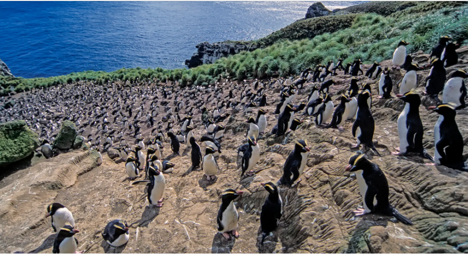 Почему некоторые пингвины отказываются от половины своих невылупившихся яиц