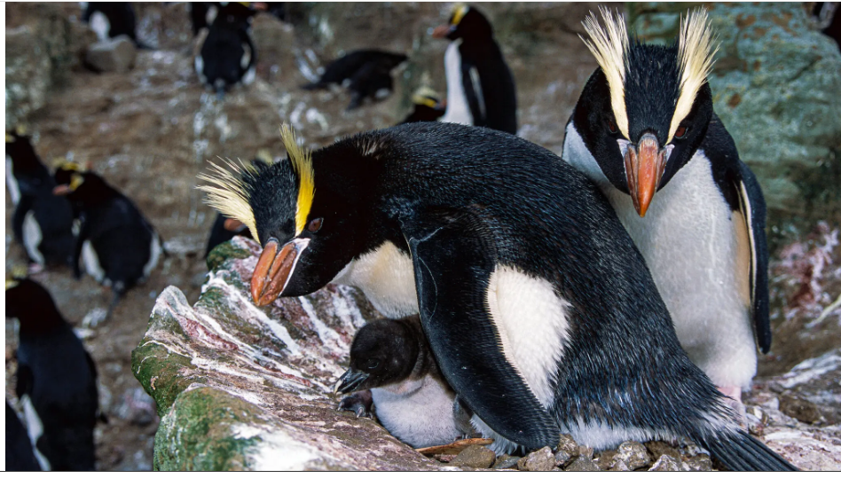 Почему некоторые пингвины отказываются от половины своих невылупившихся яиц