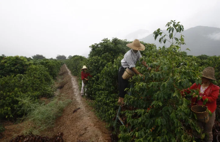 Как китайцы относятся к кофе и пьют ли его вообще в Китае?
