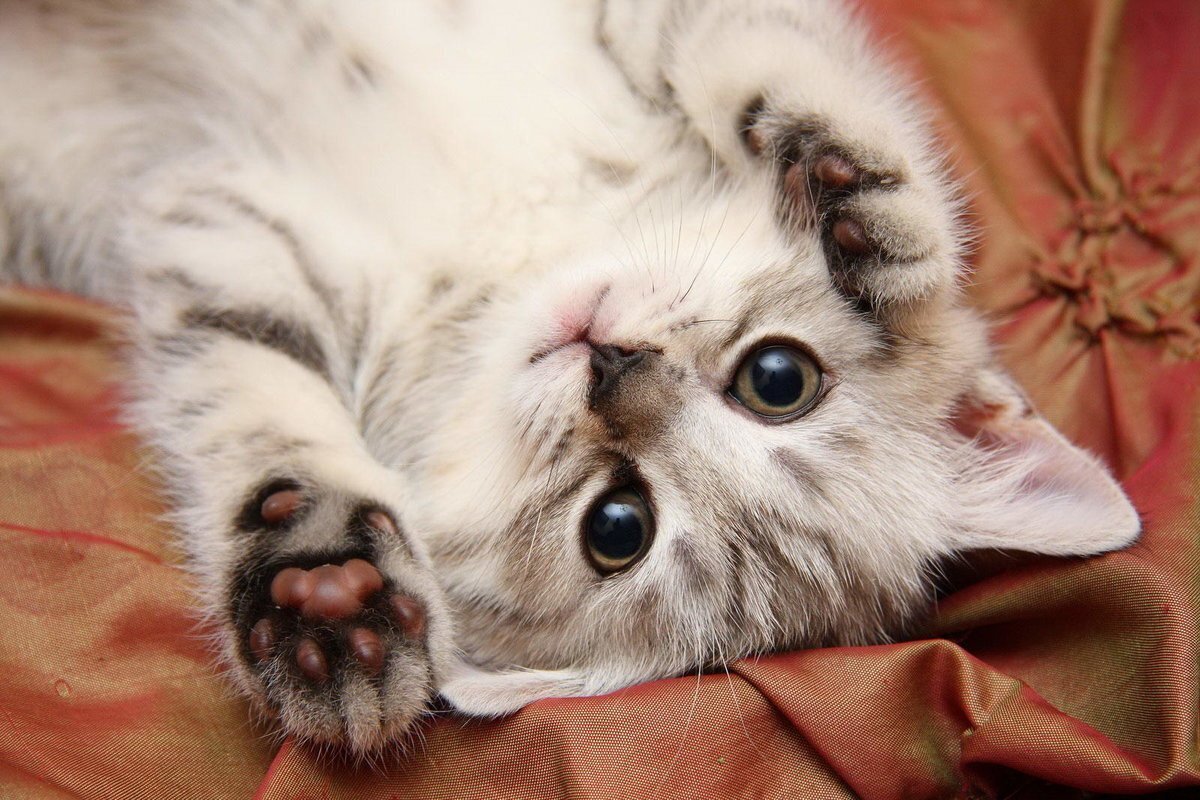 Избавляемся от стресса – как животные помогают нашему эмоциональному и психическому состоянию