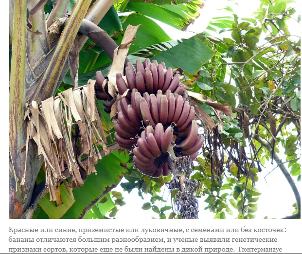 Продолжаются поиски таинственных предков бананов