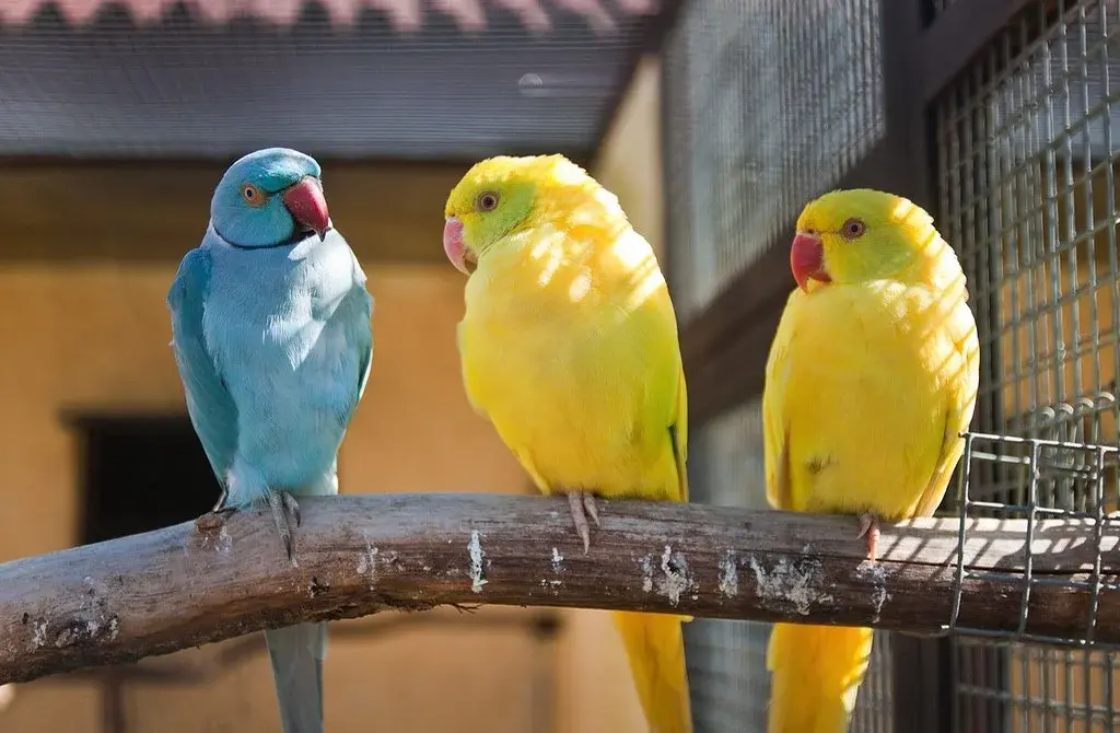 Парк птиц «Воробьи» - самый большой парк птиц в России