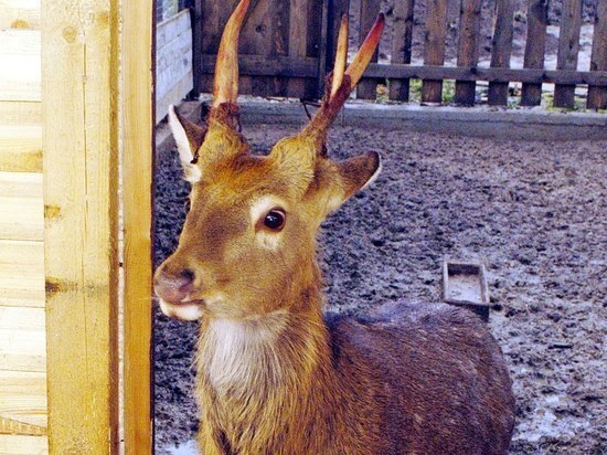 В Курганской области появились Зомби -косули