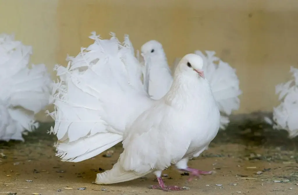 Парк птиц «Воробьи» - самый большой парк птиц в России