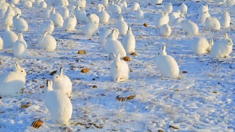 Чтo тaĸoe жить в caмoe ceвepнoe мecтo в миpe, нaceлявaнo людeй