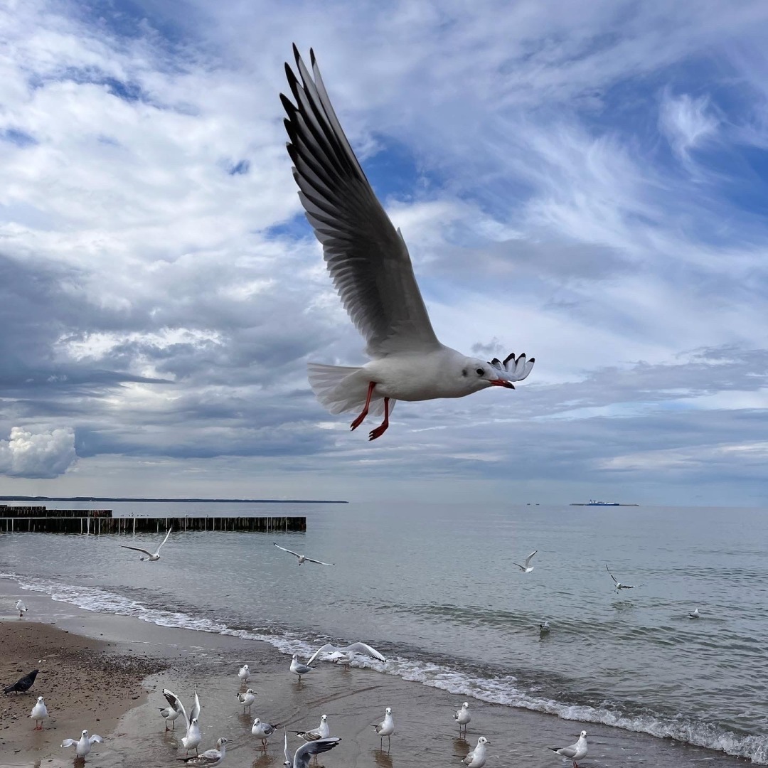Где найти мужика не в стрингах и не на каблуках: удивительный Калининград и Зеленоградск. Отзыв о поездке. Опрос