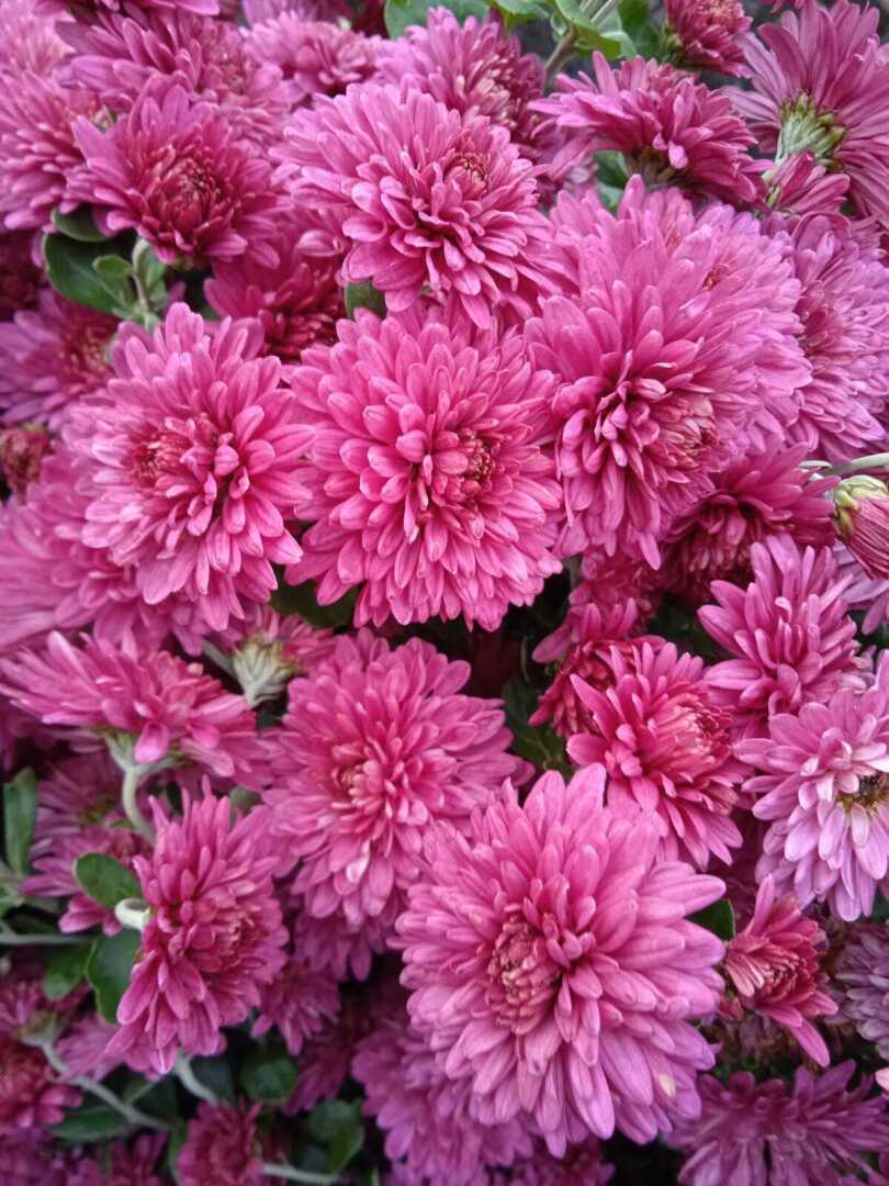 Осенние цветы. До чего же красивы и шикарны хризантемы холодной осенью!