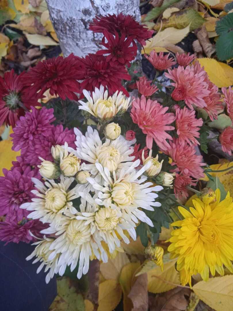 Осенние цветы. До чего же красивы и шикарны хризантемы холодной осенью!
