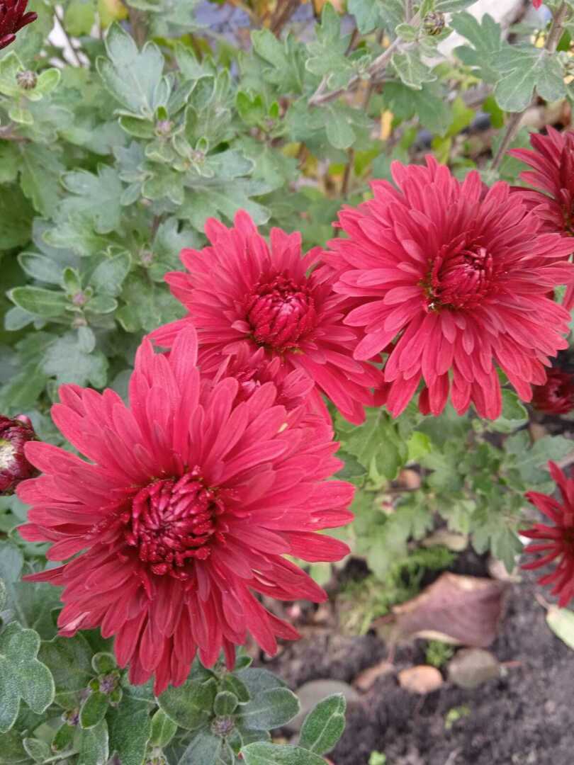 Осенние цветы. До чего же красивы и шикарны хризантемы холодной осенью!