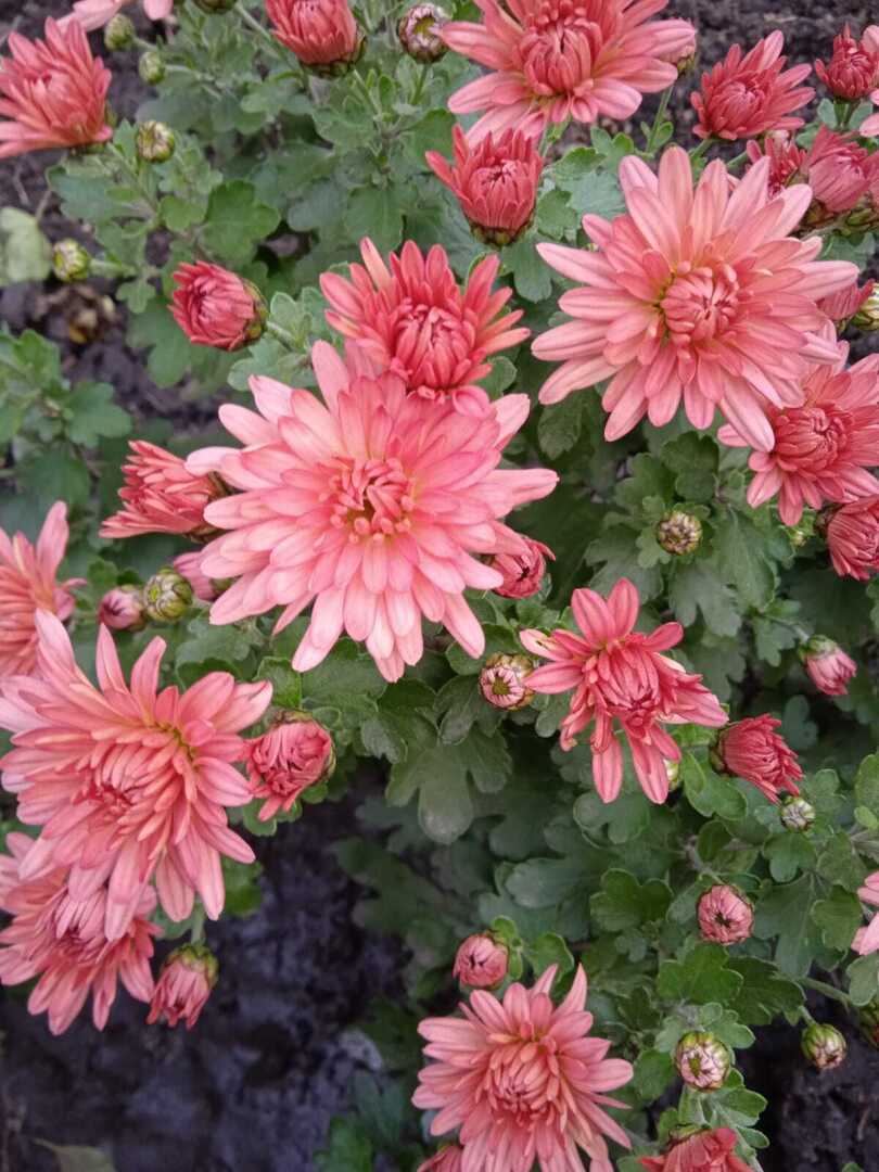 Осенние цветы. До чего же красивы и шикарны хризантемы холодной осенью!