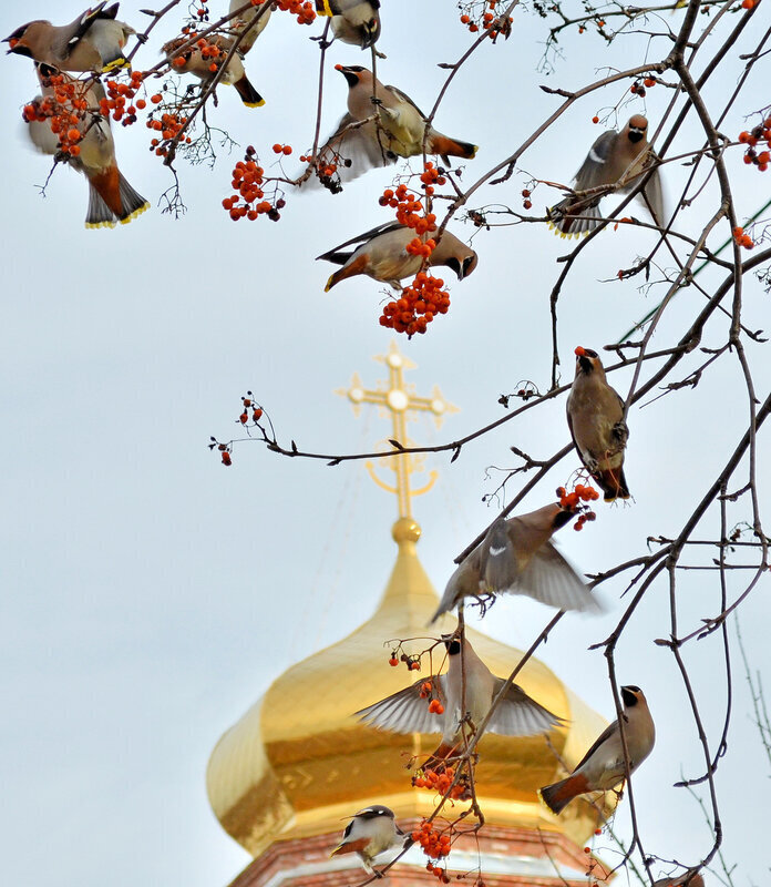 Крестильные принадлежности или одежда нетления.