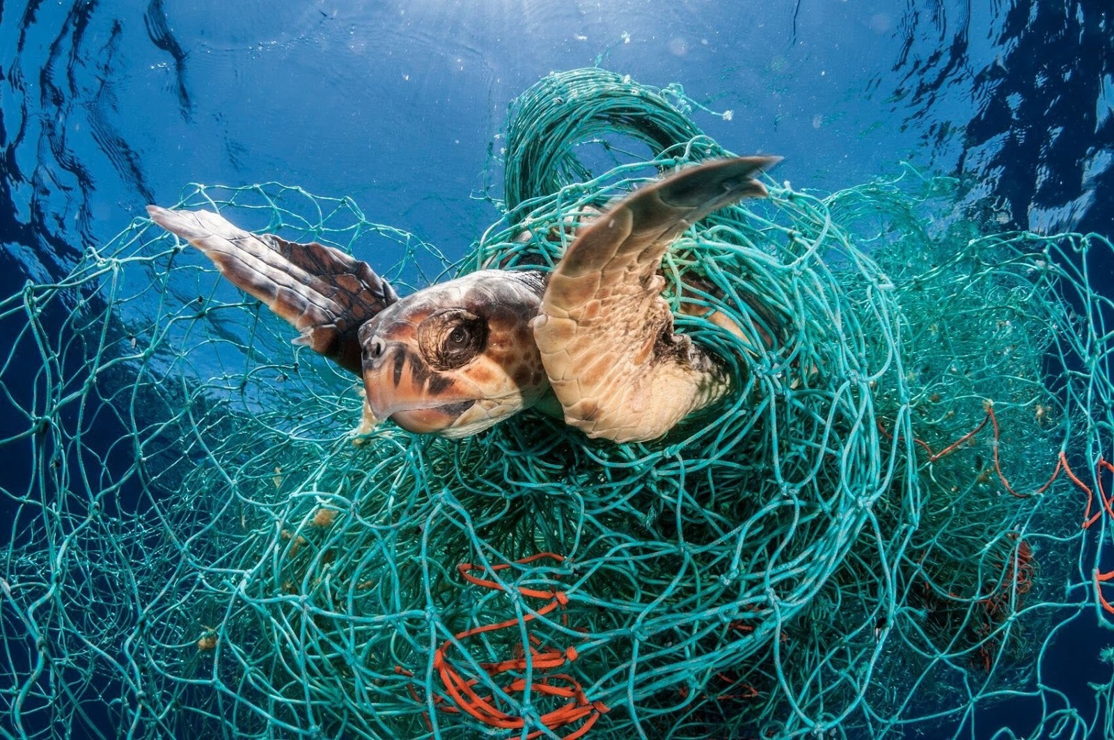 Морские животные в мусоре