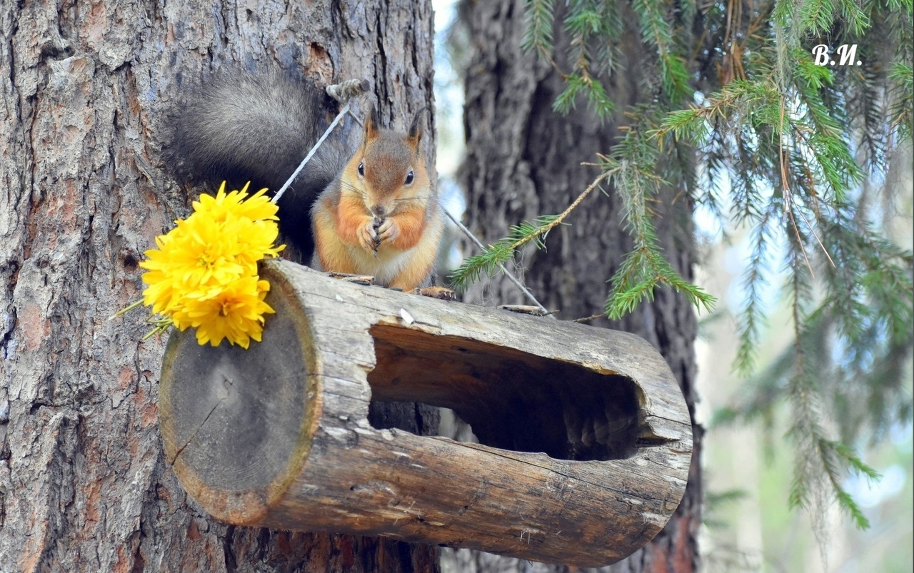Белки. Золотистые рыжульки, такие позитивные и доверчивые, ждут вашей помощи!
