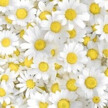 Урождённая Мурманчанка, г. Мурманск