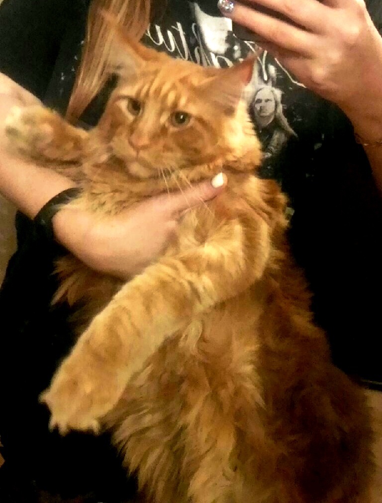 О замечательных мейн-кунах и моем Кураме