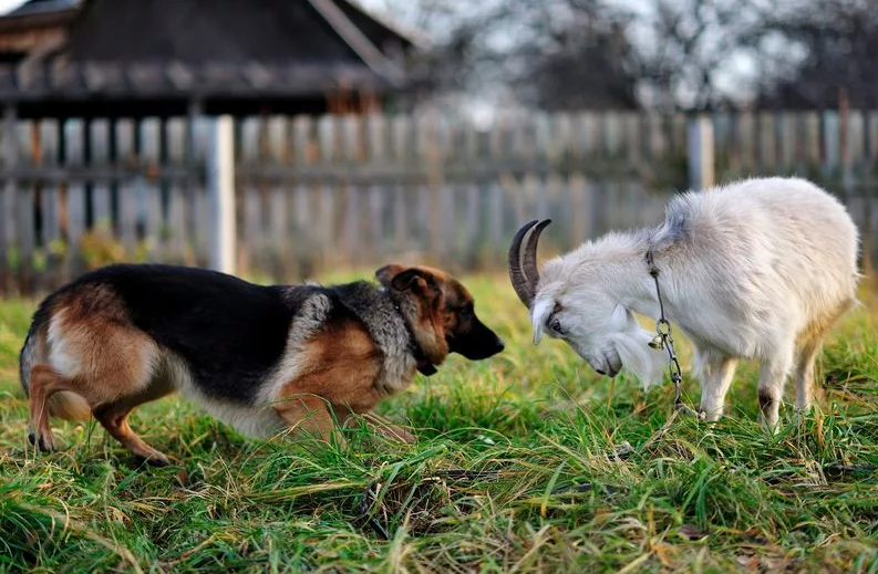 Галя держит оборону