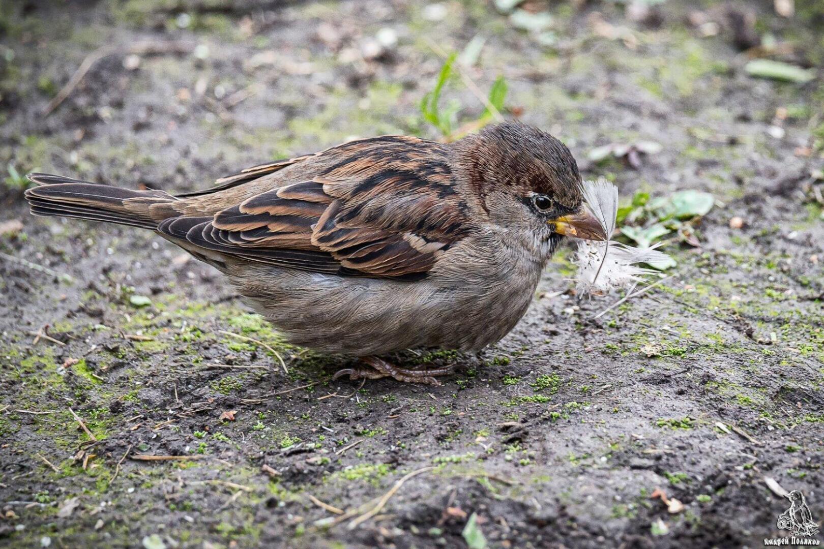 "Слово — не воробей, вылетит — не поймаешь": какие слова могут привести вас в тюрьму?
