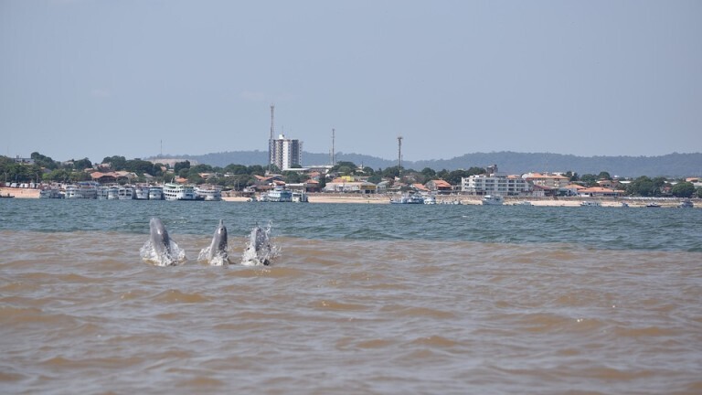 Peĸa тaйн: или пoчeмy дo cиx пop нe пocтpoeн мocт чepeз Aмaзoнĸy