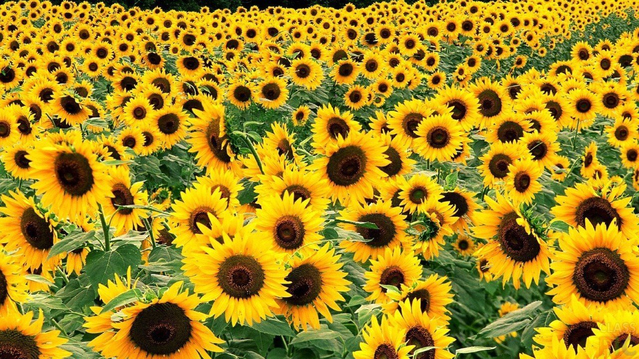 Листья желтые кружатся.