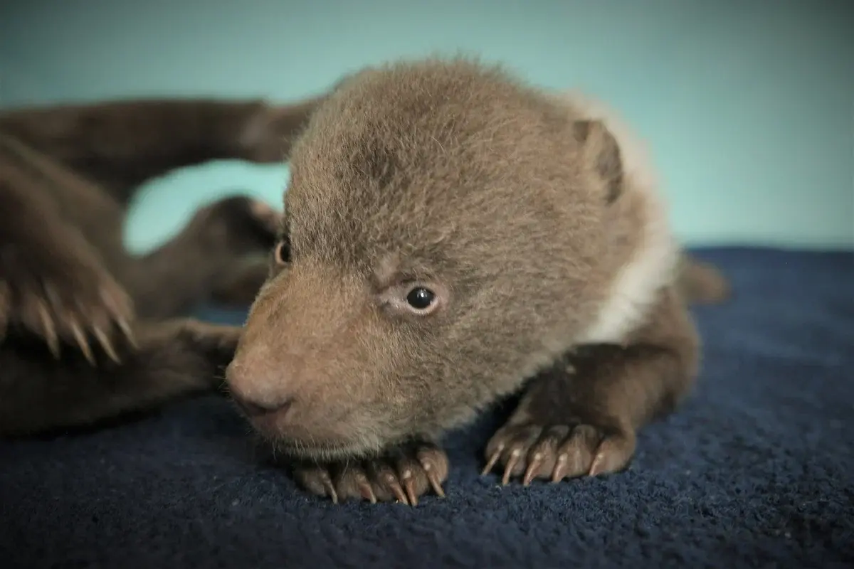 Медведь – символ России. Прикоснись к природе всем сердцем.