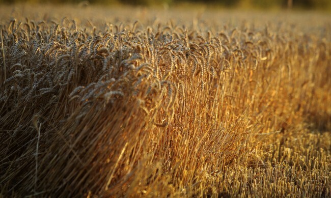 Из-за теракта в Севастополе, Россия отказалась от зерновой сделки