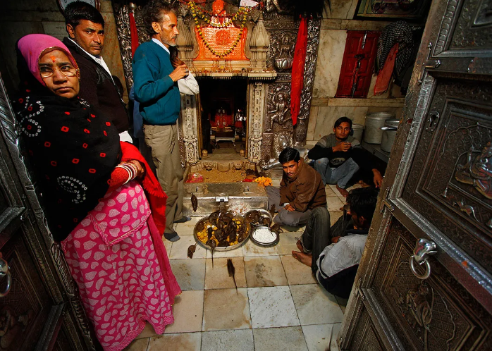 Храм Харни Мата или Храм 1000 крыс