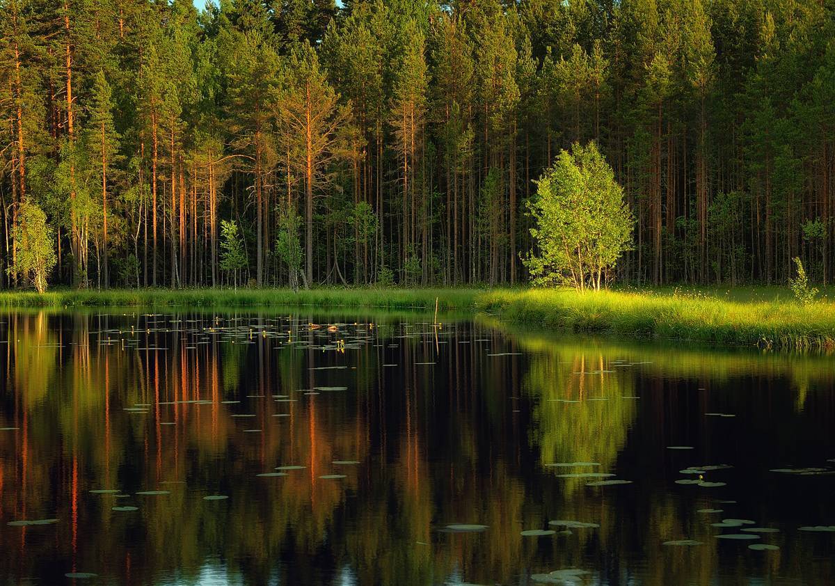 Медведь – символ России. Прикоснись к природе всем сердцем.